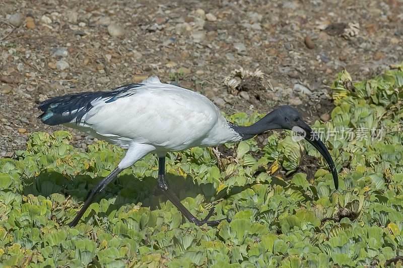 非洲圣鹮(Threskiornis aethiopicus)是鹮科的一种涉禽。它原产于非洲和中东。肯尼亚马赛马拉国家保护区。